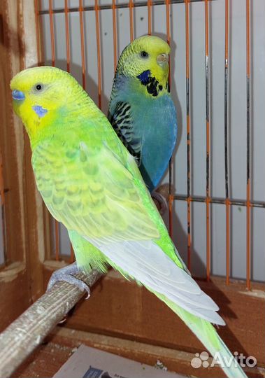 Волнистый попугай, ввп, получехи,радужные