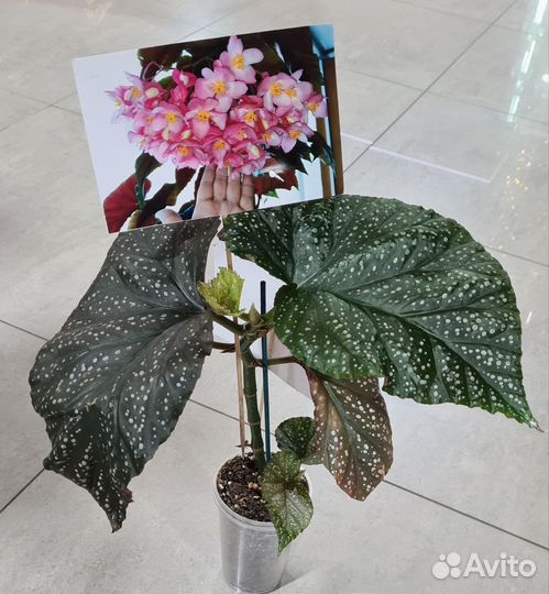 Бегония коралловая