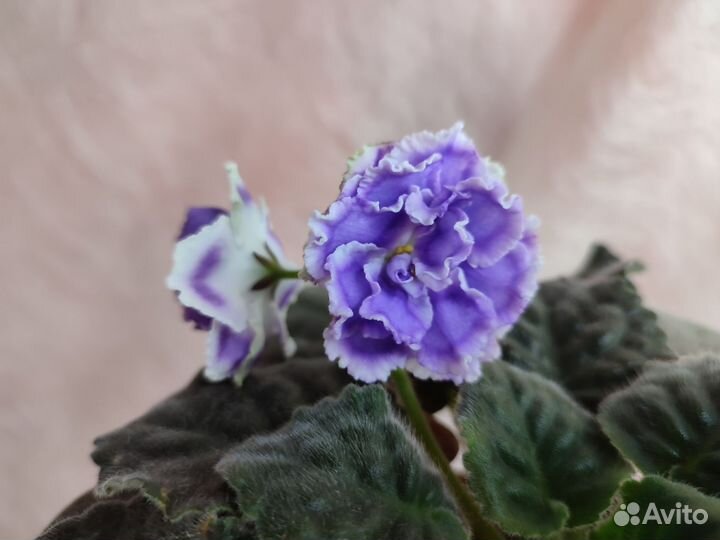 Фиалки цветущие в горшке