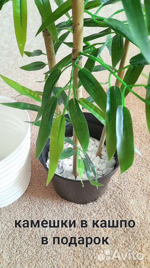 Бамбуковая Пальма 160см