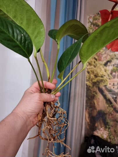 Антуриум шерцера