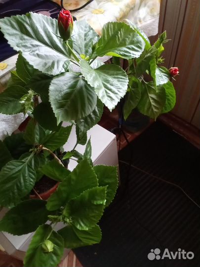 Сортовые гибискусы