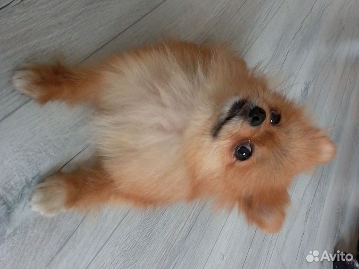 Мини шпиц девочка