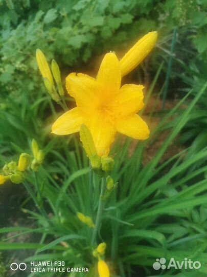 Многолетние садовые цветы