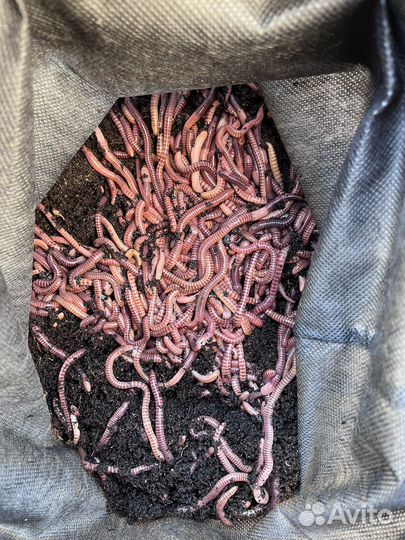 Черви на рыбалку опт и розница