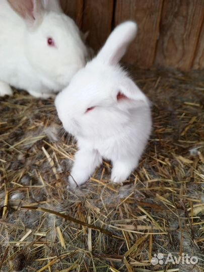 Кролики мясных пород, полувеликаны