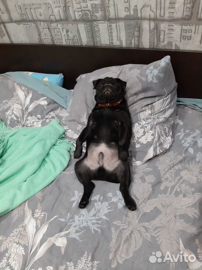 Мопс вязка мальчик