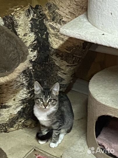 Воспитанные малыши