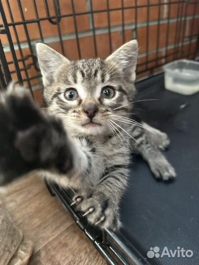 Малышарик котенок в добрые руки