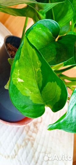 Эпипремнумы сортовые