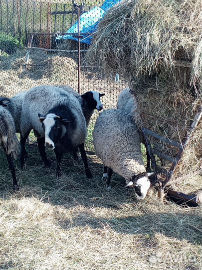 Овцы бараны