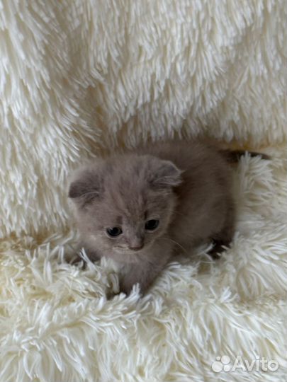 Шотландские котята