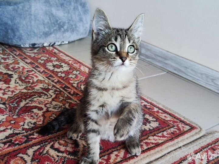 Котенок 3 месяца