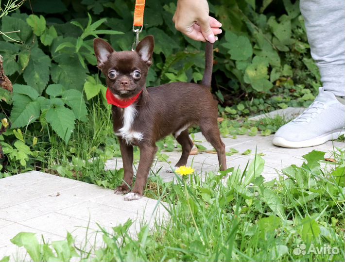 Красавчик Чихуахуа с доставкой 4 мес с видео
