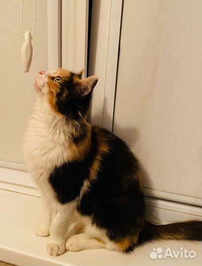 Кошки в добрые руки