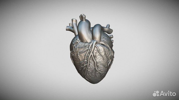 Анатомические - Биологические Макеты