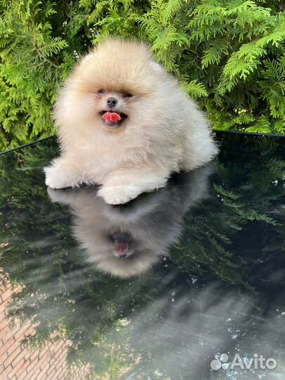 Померашка девочка