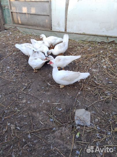 Молодые французские белые индоутки