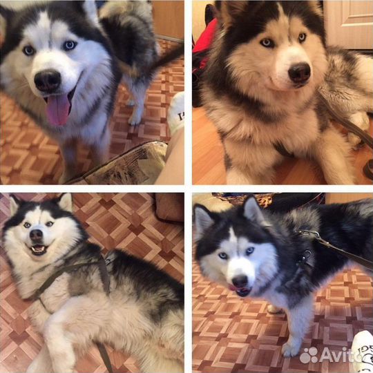 Вязка хаски