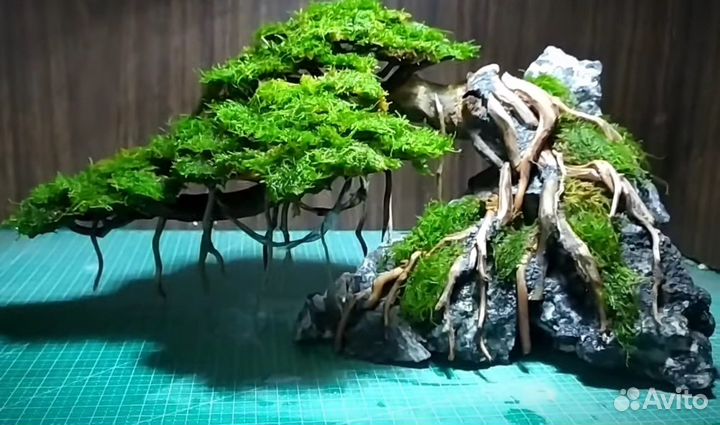 Коряги,композиции,растения