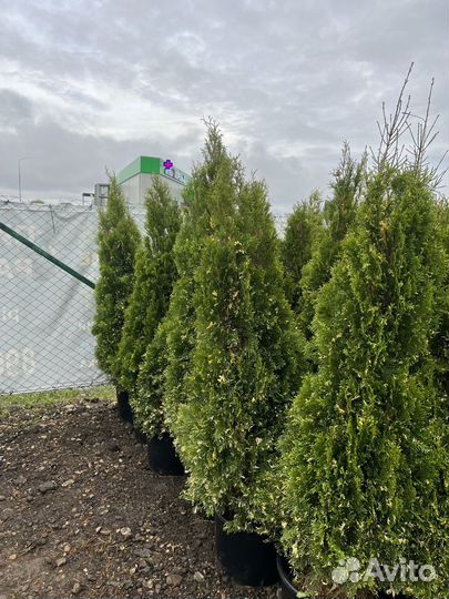 Туя Смарагд Вариегата