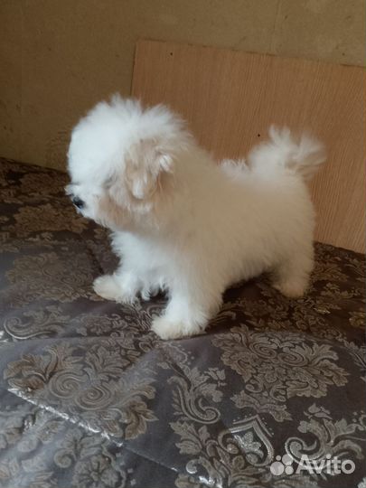 Собака