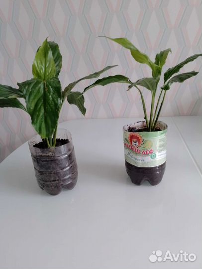 Спатифиллум,фиалки