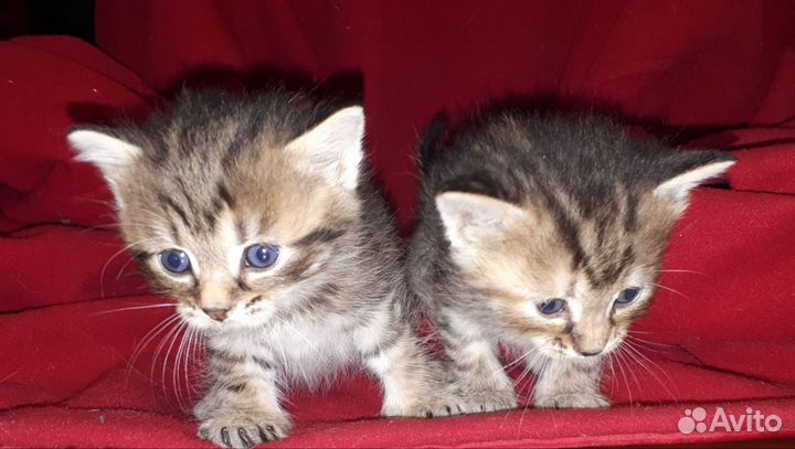 Красивые котята