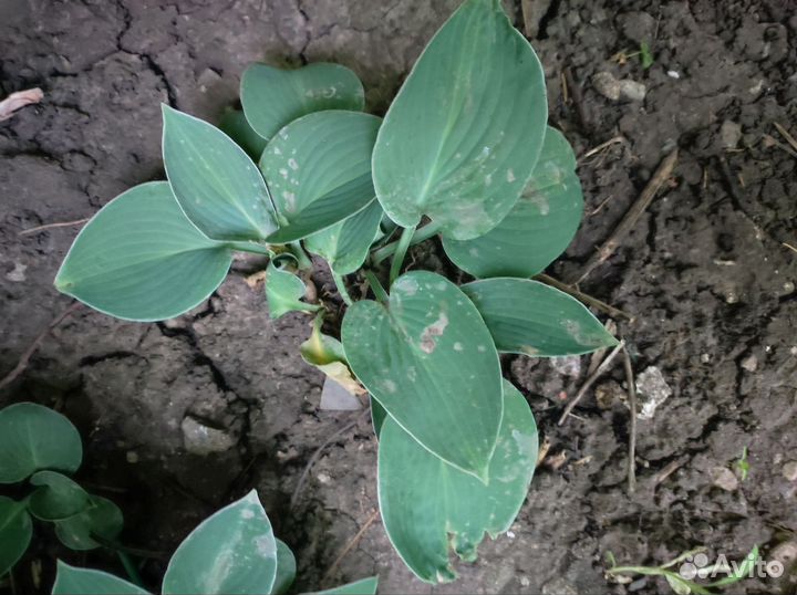 Куст Хосты из серии Мини