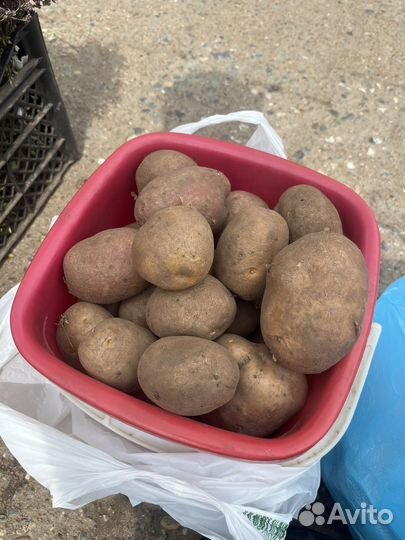 Продам картофель