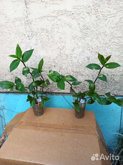 Традесканция застенчивая невеста