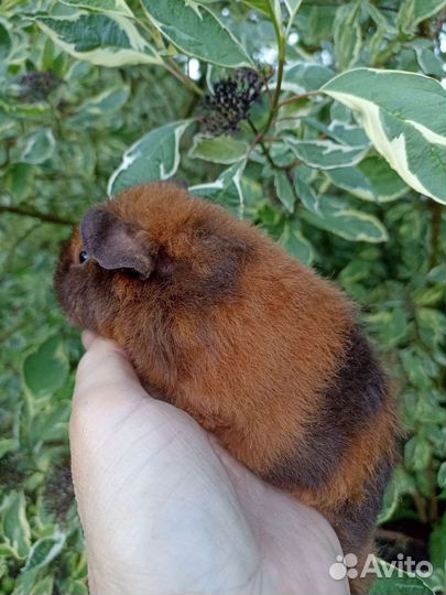 Морские свинки американский тедди