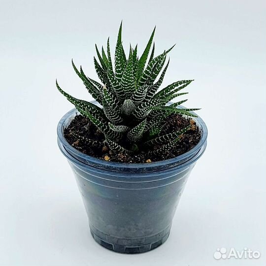 Комнатные растения цветы