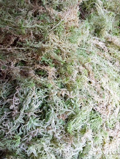 Комнатные растения цветы