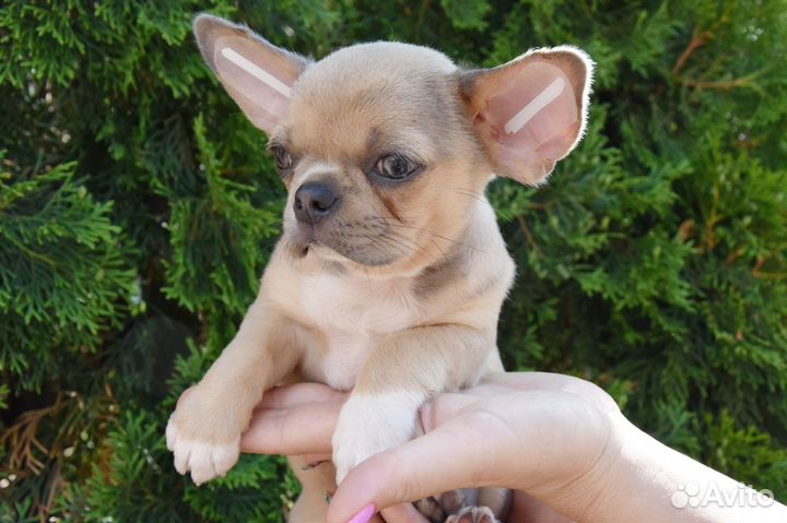 Чихуахуа - мальчик
