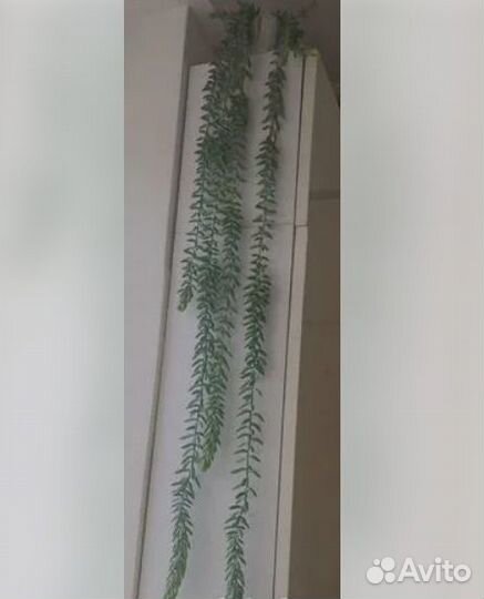 Композиции из суккулентов