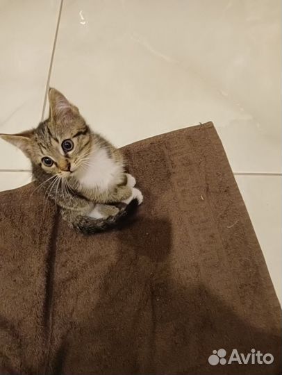 Кошечка 2,5 месяца в добрые руки