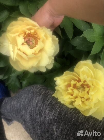 Пион бартзелла