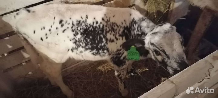 Телята бычки