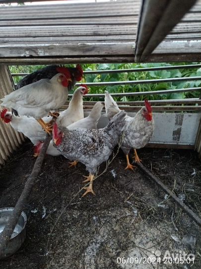 Петухи 6 месяцев
