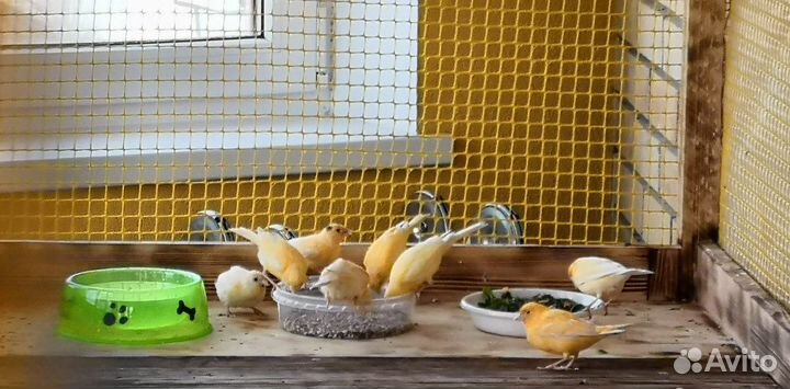 Кенари и канарейки