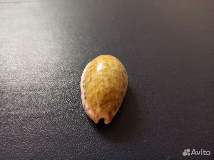 Морская раковина