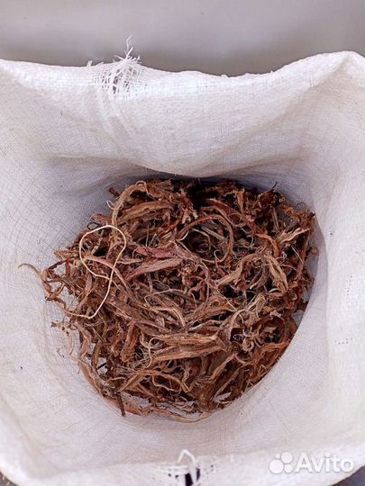 Лечебный, красный корень.Республика Алтай