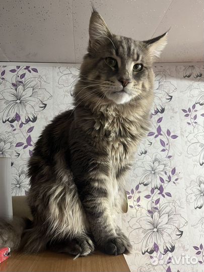 Кот мейн-кун вязка