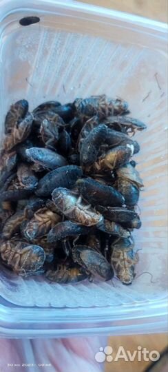 Тараканы,корм для птиц и риптилий