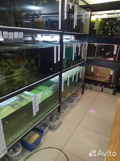 Компаньон на отдел «Аквариумные рыбки»