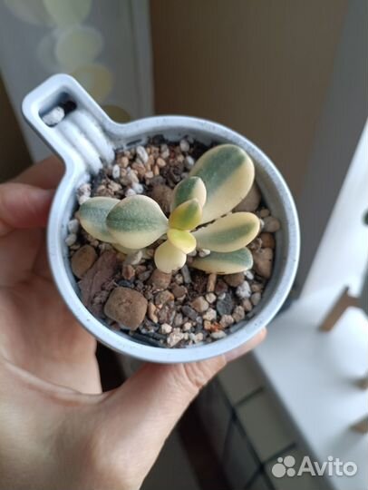 Толстянка вариегатная