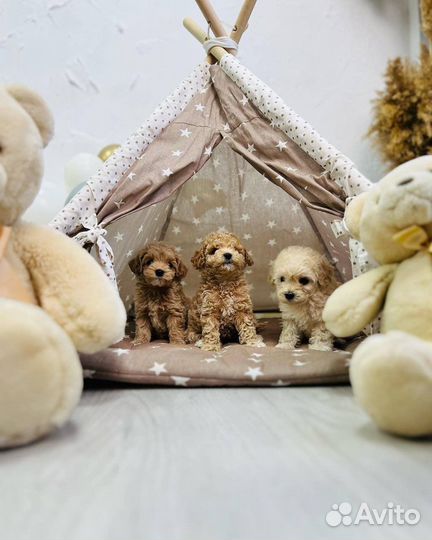 Мальтипу экстра мини девочки