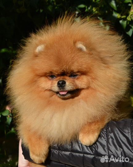 Щенок помернанский шпиц девочка