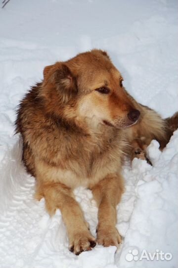 Самый лучший пес